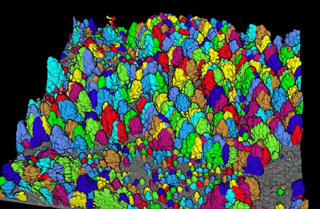 LiDAR point cloud with individual-tree segmentation across native canopy