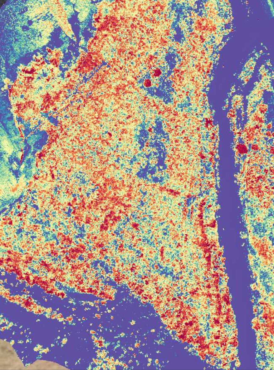 Multispectral NDVI map showing relative vegetation vigour and density across a survey area