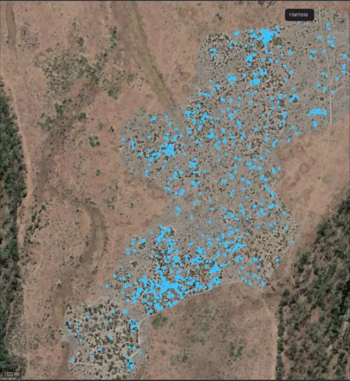 Wall-to-wall aerial weed mapping over a survey-grade orthomosaic